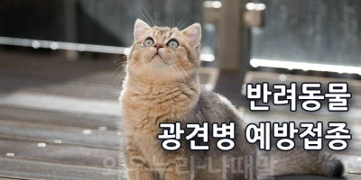 은평구 서대문구 반려동물 광견병 예방접종